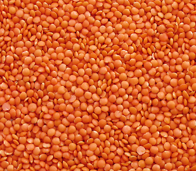 Lentil